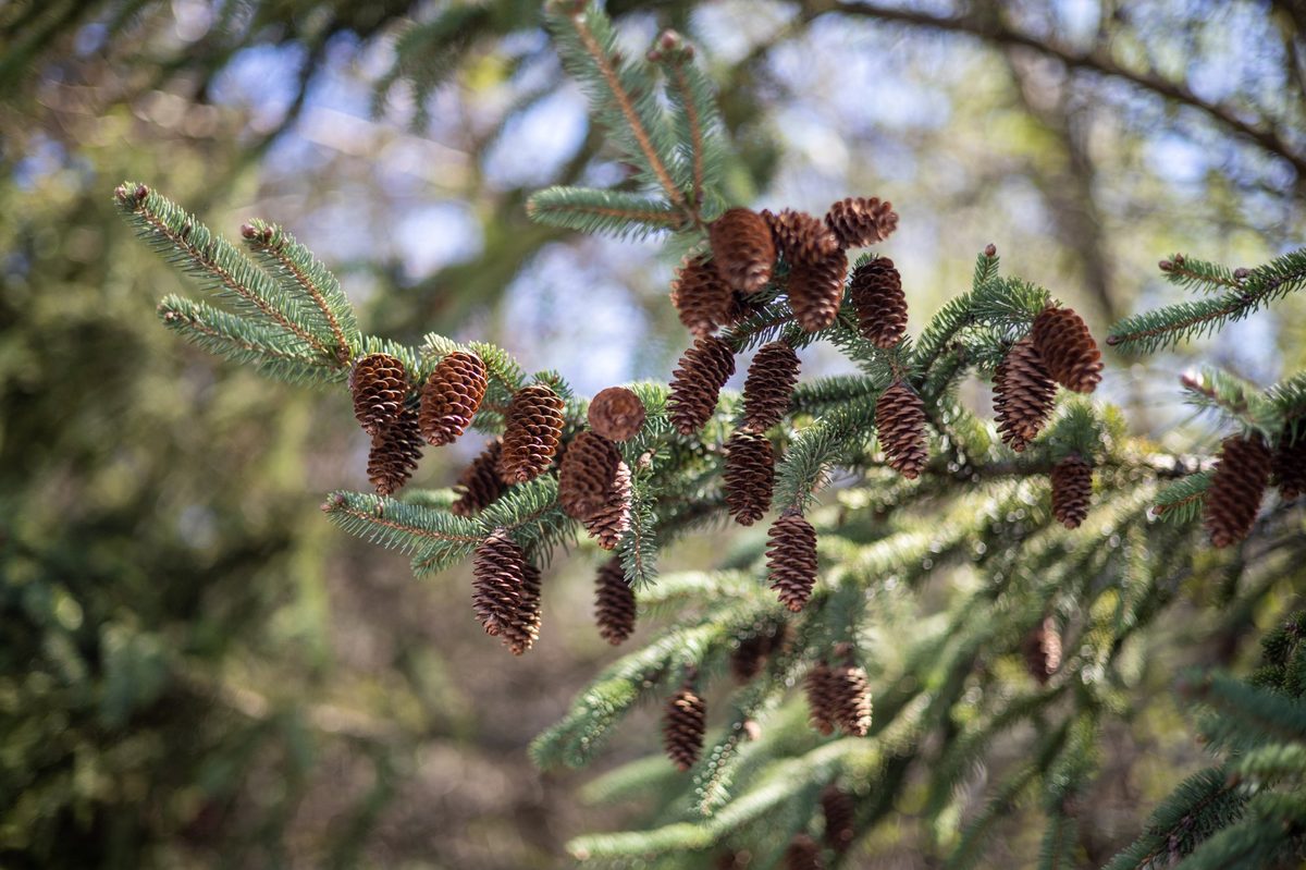 Landscaping by Moane Landscaping
